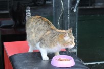 Başkent'teki Hamile Kediye Saldırı