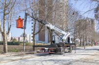 Büyükşehir Belediyesi, Ağaçlara Bahar Bakımı Yapıyor Haberi
