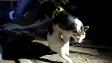 Çatı Arasında 4 Gündür Mahsur Kalan Kedi Kurtarıldı