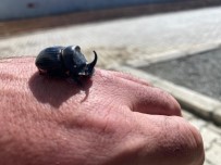 Diyarbakır'da Gergedan Böceği Bulundu