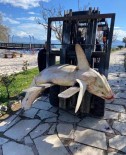 Nesli Tükenmek Üzere Olan Köpek Balığı Ölüsü Sahile Vurdu Haberi