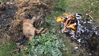Ölmek Üzere Olan Yavru Köpeğe Çiftçi Sahip Çıktı Haberi