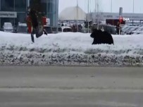 Rusya'da Şehre İnen Ayı Paniğe Neden Oldu