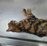 Sopayla Önce Kediye Eziyet Etti Sonra Kendisini Uyaran Zabıtaya Saldırdı