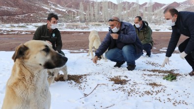 Aksaray'da Sokak Hayvanlarına Yiyecek Ve Mama Bırakıldı