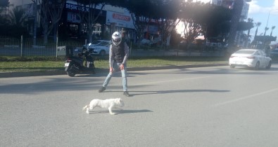 Antalya'da Sahibini Kaybeden Köpek Trafiği Birbirine Kattı