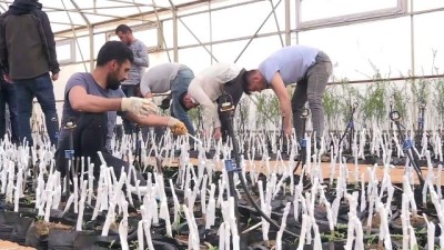 Bingöl'de Üretilen Ceviz Ve Badem Fidanları, 8 İlde Toprakla Buluşturulacak