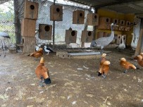 İstanbul'da 'Kaçak Kuş' Operasyonu Açıklaması 185 Canlı Hayvan Ele Geçirildi Haberi