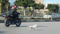 (ÖZEL) Antalya'da Sahibini Kaybeden Köpek Trafiği Birbirine Kattı Haberi