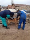 Aslanapa'da Kuduz Ve Çiçek Hastalığı Aşı Çalışmaları Haberi