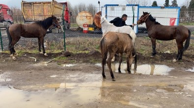 Çiftlikten Kaçan Atlar D-100 Karayolunda Dört Nala Koşturdu