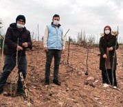 Hisarcık'ta Goji Berry'lerin Gelişim Ve Durumları İncelendi Haberi