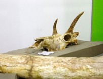 MEMDUH BÜYÜKKıLıÇ - Kayseri'de 8 milyon yıllık fosiller bulundu!