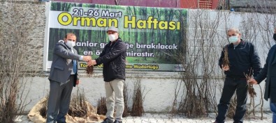 Türkeli'de Vatandaşlara Fidan Dağıtımı Yapıldı