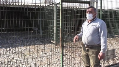 Zonguldak'taki Alageyiğin Tüfekle Vurulmasına İlişkin Hayvan Bahçesi Görevlisi Yaşananları Anlattı Açıklaması