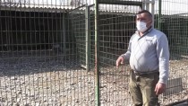 Zonguldak'taki Alageyiğin Tüfekle Vurulmasına İlişkin Hayvan Bahçesi Görevlisi Yaşananları Anlattı Açıklaması Haberi