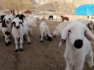 Ana Kuzularının Oyun Keyfi