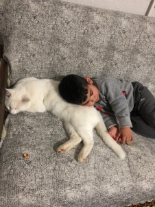 Mahallenin Gençleri Direkte Mahsur Kalan Kediyi İş Makinesiyle Kurtardı