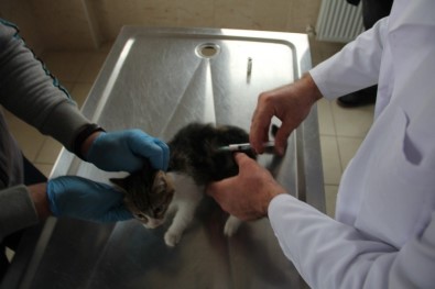 Sahiplenilen Hayvanların Bir Yıllık Muayenesi Ücretsiz Yapılıyor