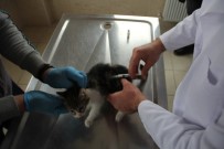 Sahiplenilen Hayvanların Bir Yıllık Muayenesi Ücretsiz Yapılıyor