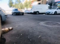 Diyarbakır'dan Yürek Yakan Görüntü, Kediye Araba Çarptı, Diğer Kedi Çarpan Yerden Ayrılmadı