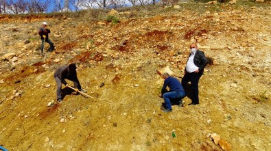 Güneyyurt'ta 3 Bin Çam Fidanı Toprakla Buluşturuldu