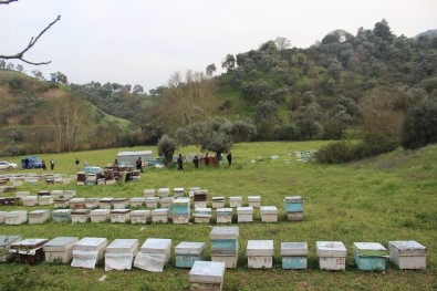 Hırsızlar Arı Kovanlarına Dadandı, Arıcılar Birliği Uyardı