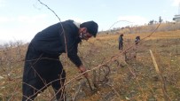 Kahramanmaraş'ta Çiftçilerin Bağ Budama Telaşı Başladı