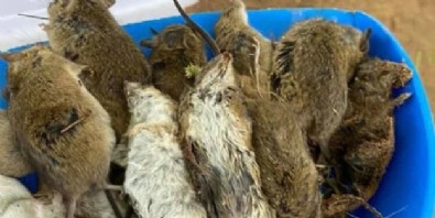 O ülkeyi milyonlarca fare istila etti