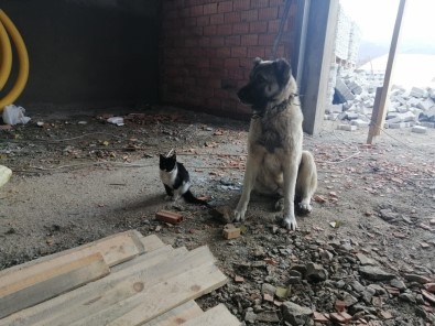 Kedi İle Köpeğin Dostluğu Renkli Görüntülere Sahne Oldu