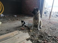 Kedi İle Köpeğin Dostluğu Renkli Görüntülere Sahne Oldu