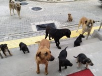 Orhaneli'de Sahipsiz Köpekler Toplandı Haberi