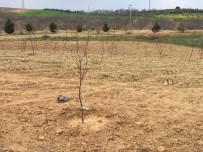 Salihli OSB'den Ağaç Seferberliği