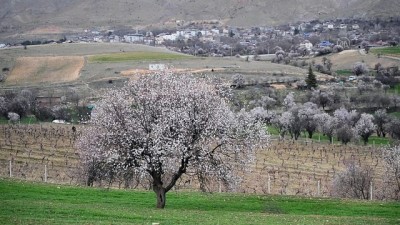 Tunceli'de Baharın Müjdecisi Badem Ağaçları Çiçek Açtı