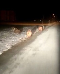 Ayı Sürüsü Yola İnmeye Devam Ediyor