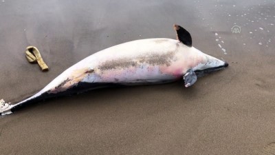 Bartın'da Ölü Yunus Kıyıya Vurdu