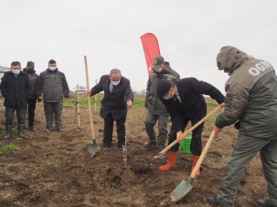 Edirne'de Yanan Ormanlar Küllerinden Doğuyor