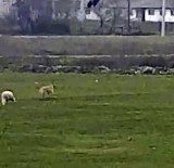Koyuna Bu Sefer Kurt Yerine Köpek Saldırdı