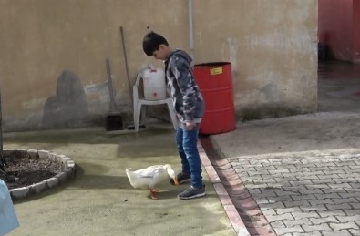 Küçük Yusuf'la Ördeğin Dostluğu