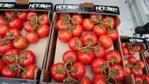 Sivas'ın İlk Jeotermal Serasında Domates Hasadı Yapıldı