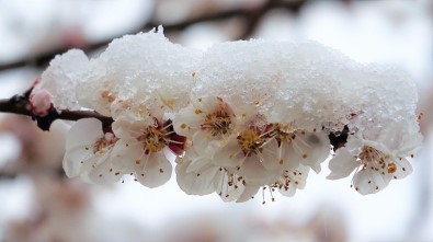 Çiçek Açan Meyve Ağaçları Kar Altında Kaldı