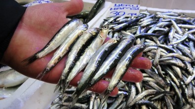 Ordu'da Denizden Hamsi Fışkırdı