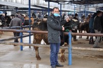 Simav'da Canlı Hayvan Pazarı Tekrar Açıldı Haberi