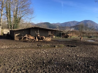 Ala Geyiği Hayvanat Bahçesinden Çalıp Öldürmüşlerdi, Rekor Ceza Kesildi