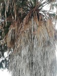 Palmiye Ağacında Mahsur Kalan Kedi Kurtarıldı Haberi
