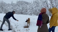 Karla Kaplanan Ormanda Aç Kalan Köpeği Öğretmenler Besledi Haberi