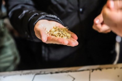 'Kavılca Buğdayı' Ülke Ekonomisine Katma Değer Katacak