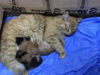 Anne Kedi Yavrularını Doktora Getirdi Haberi