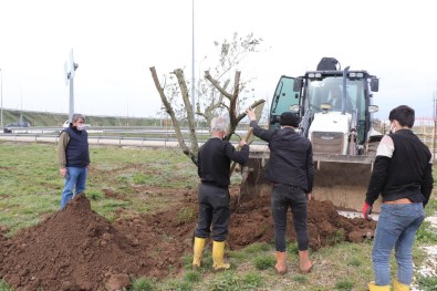 Düzce'de Bir Yılda Binlerce Ağaç Dikildi