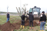 Düzce'de Bir Yılda Binlerce Ağaç Dikildi